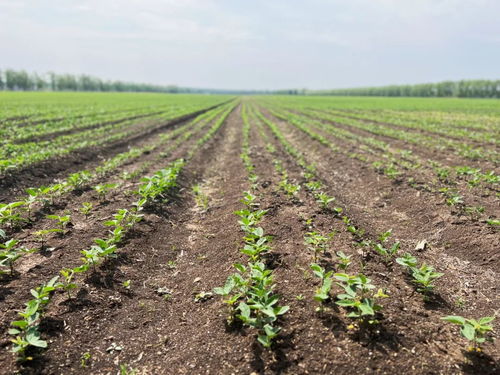 齊齊哈爾創新模式，為牲畜供需雙方搭建火熱銷售橋梁